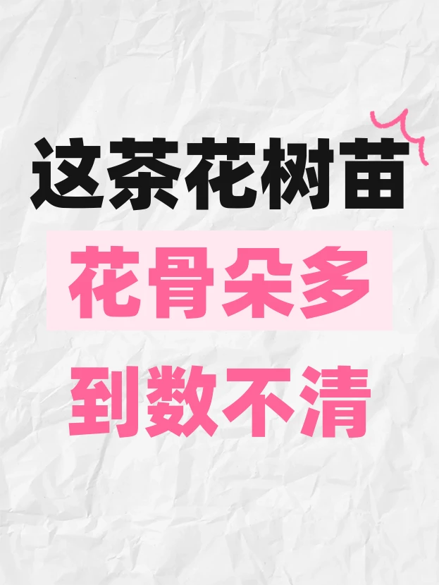 这茶花树苗，花骨朵多到数不清