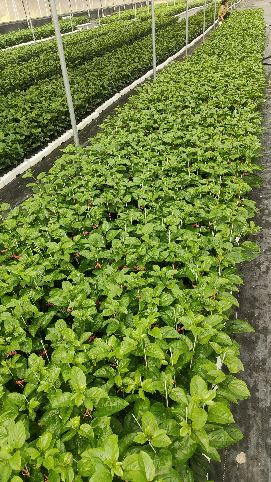 ? 如何在家中养护百香果苗木？