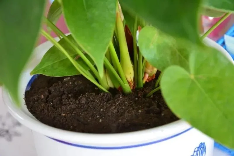 一台机器，有人一年挣几十万！