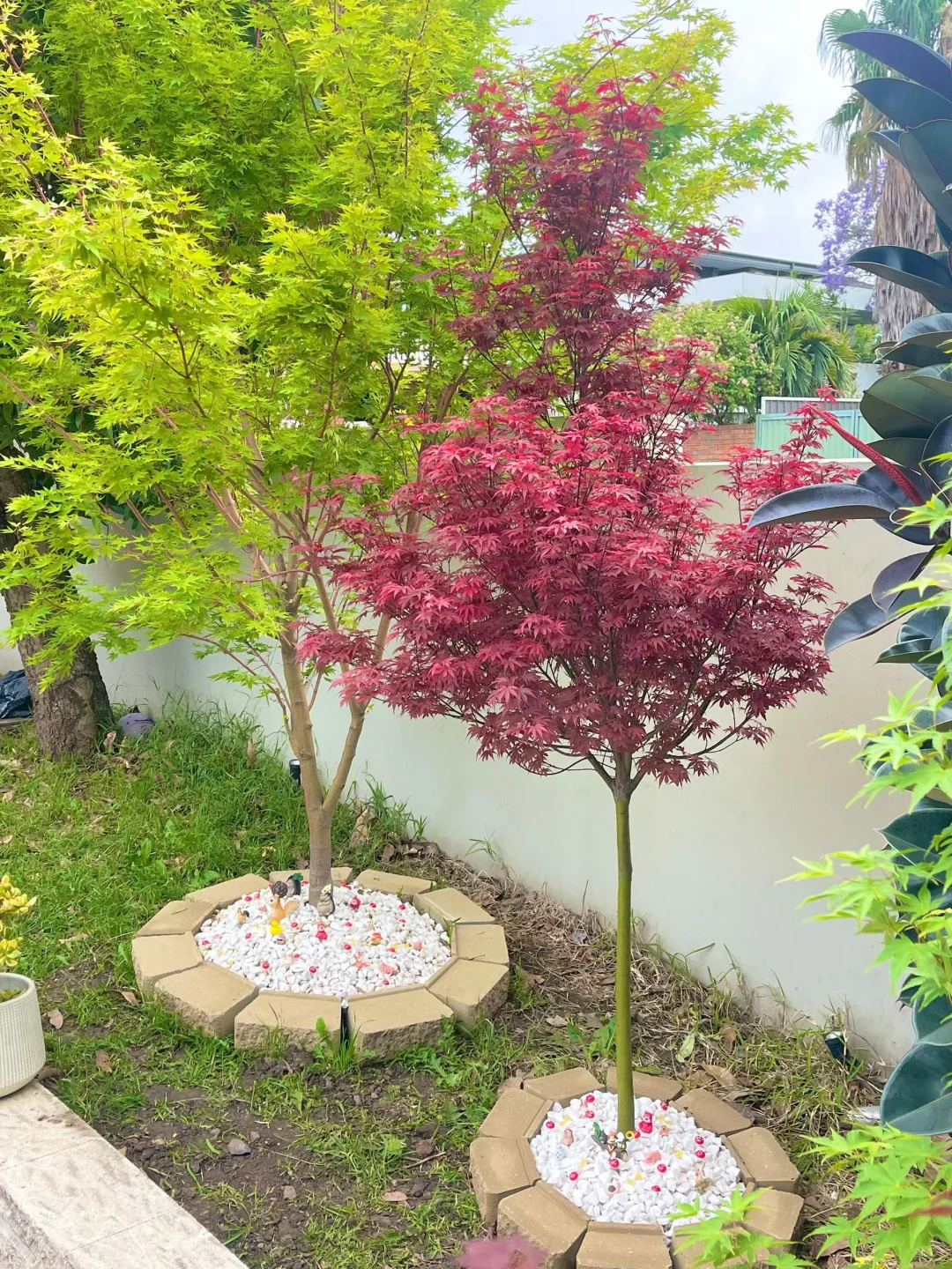 买家秀（日本枫）