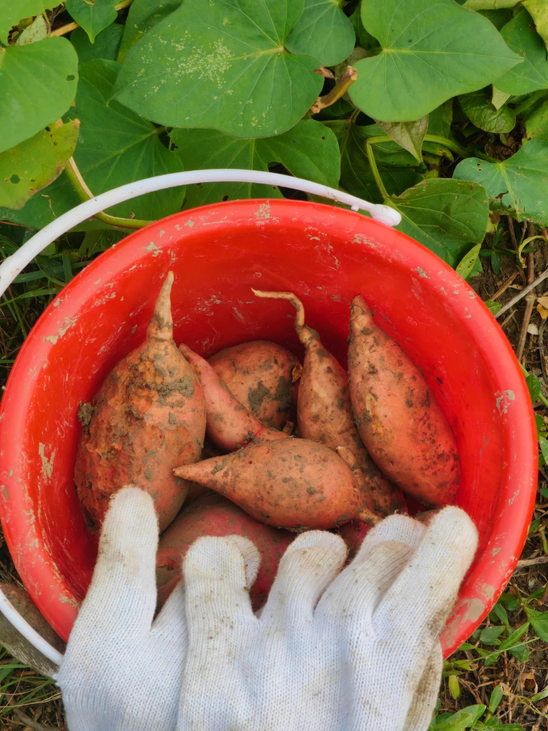 田园生活乐趣多，在地里挖呀挖呀挖?