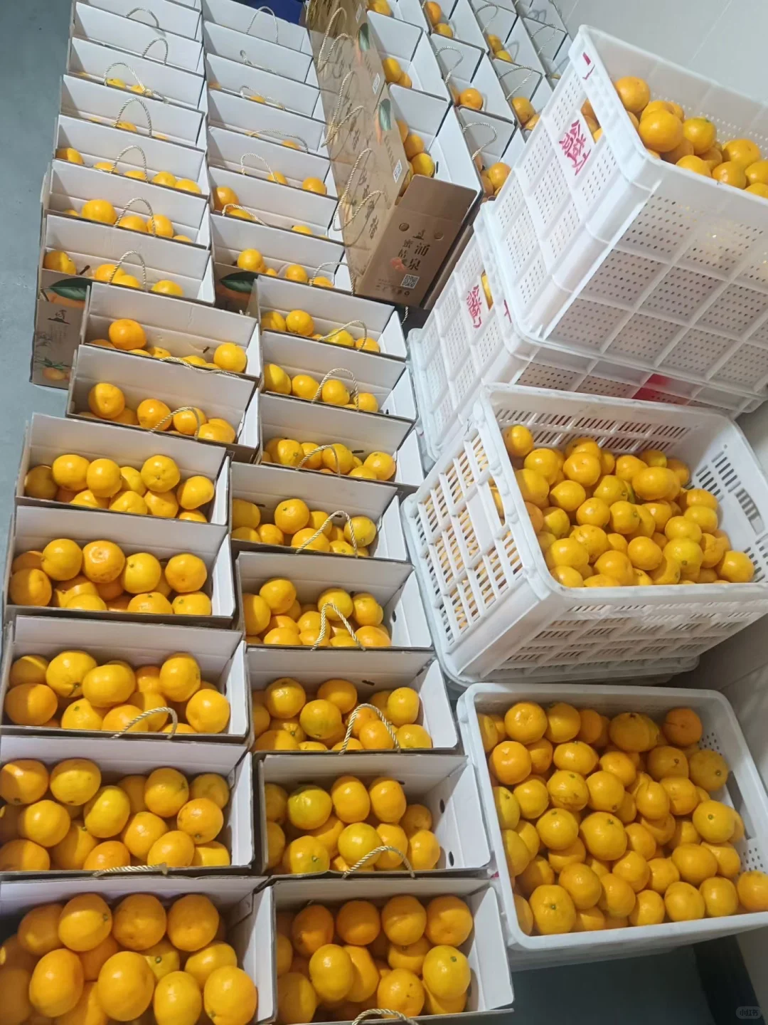 重生之我在农村卖橘子?