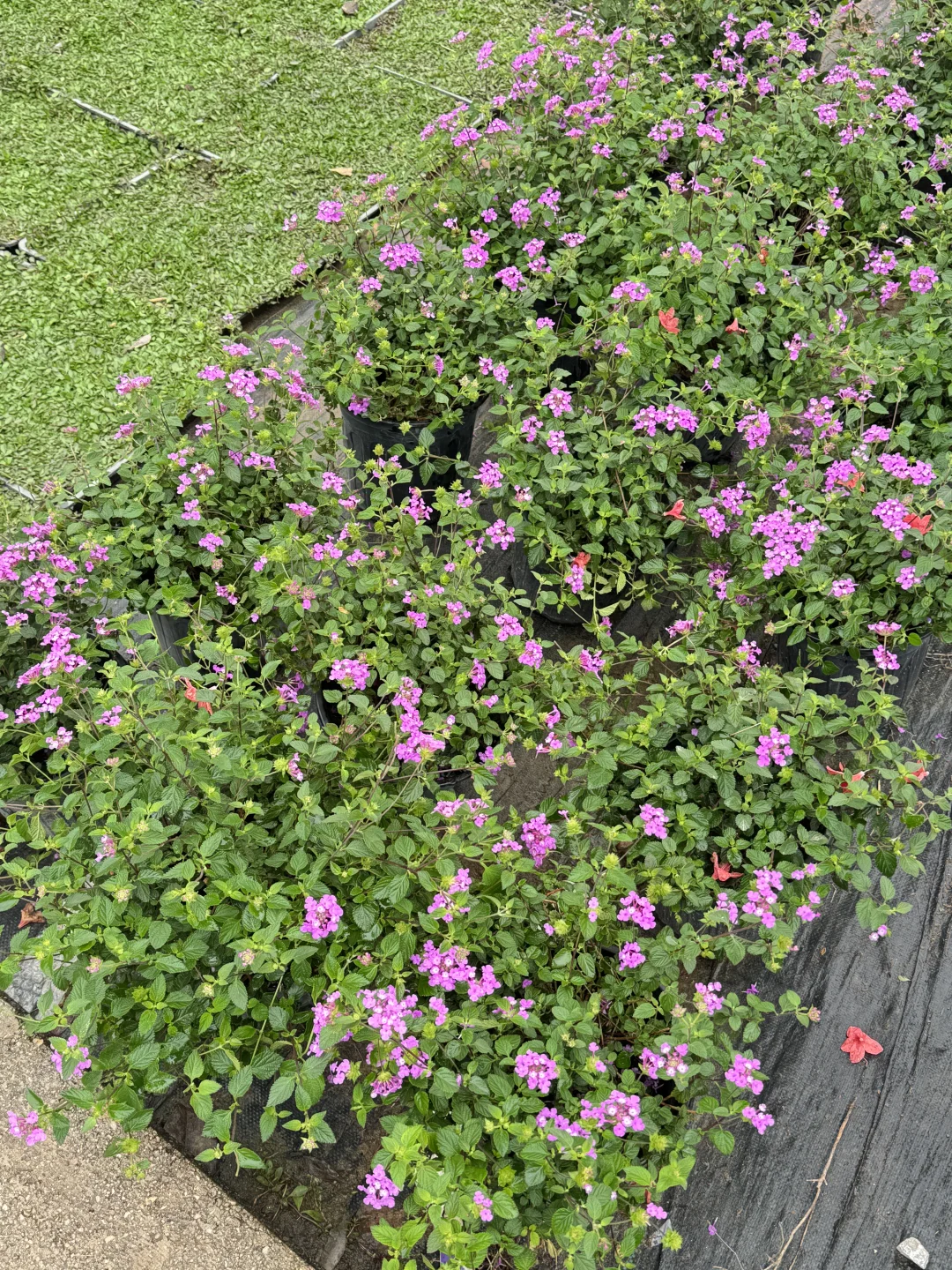 终于让我在长沙找到了一站式庭院采购的地方