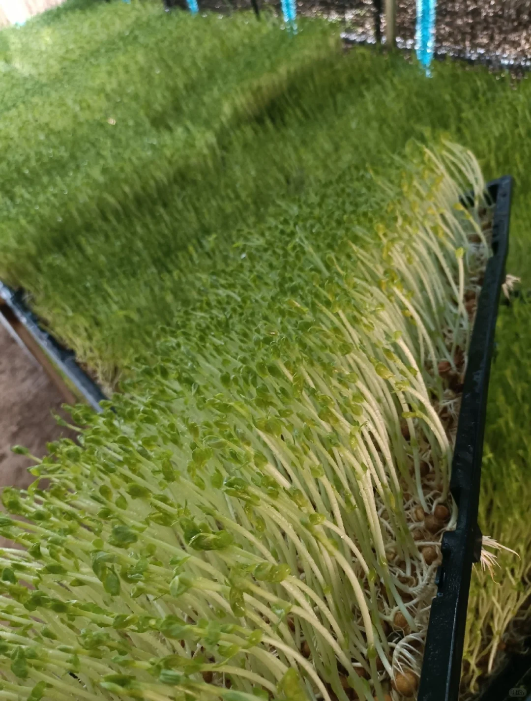 最高130元一斤7天就能卖！小众农业致富项目