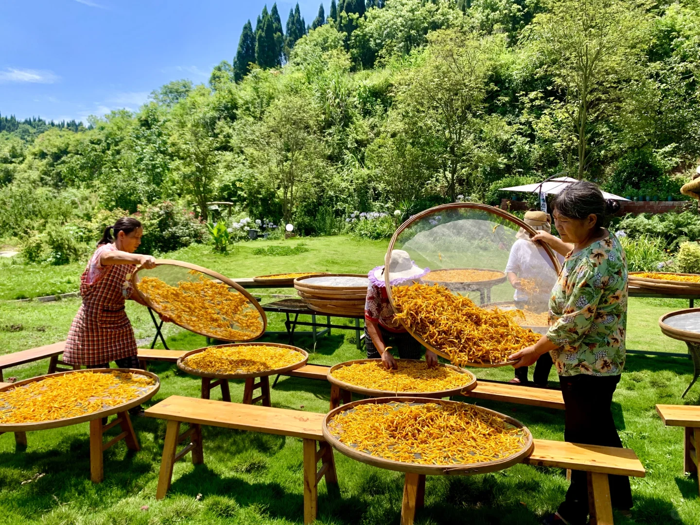 乡村振兴 ｜硕果累累