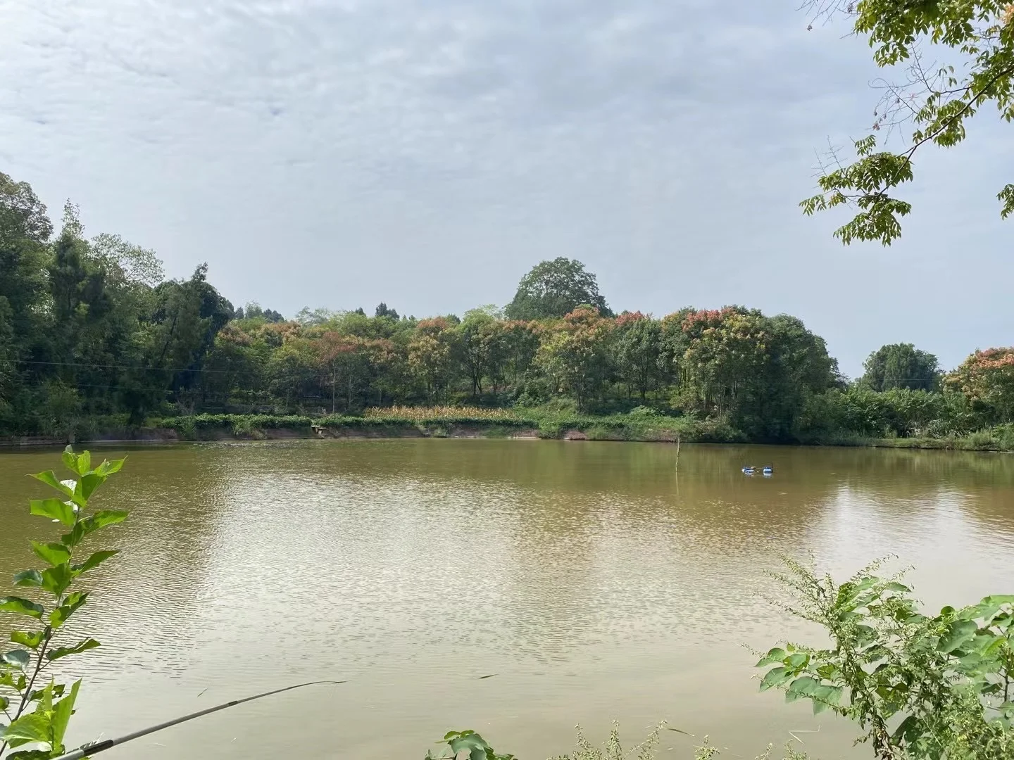 自家苗圃直供?开启卖树生涯！无中间商差价