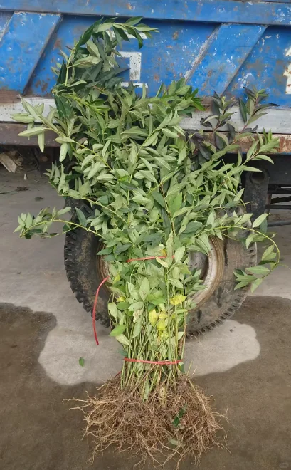 华北连翘小苗有需要的吗