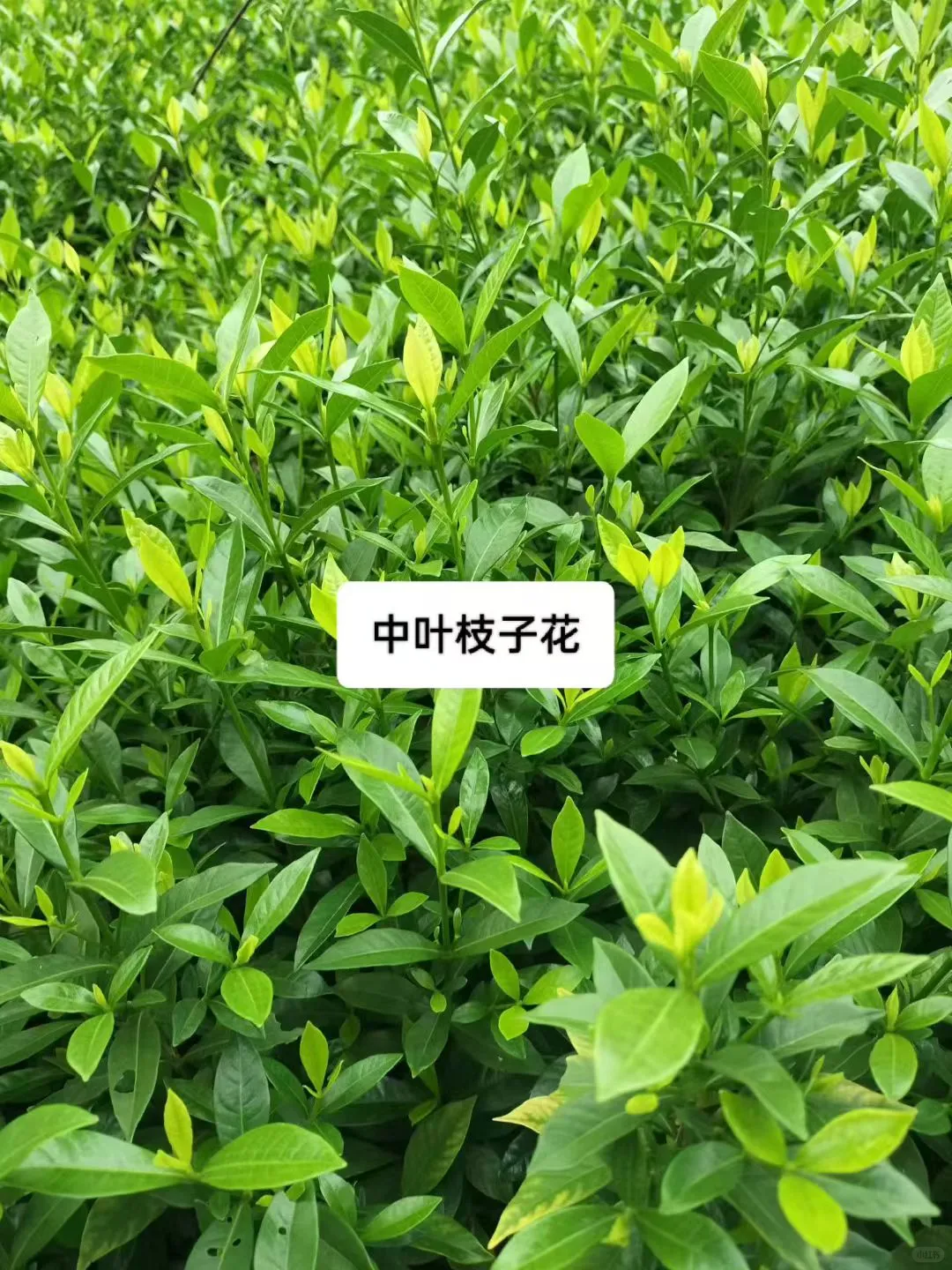 暴走大野驴苗木