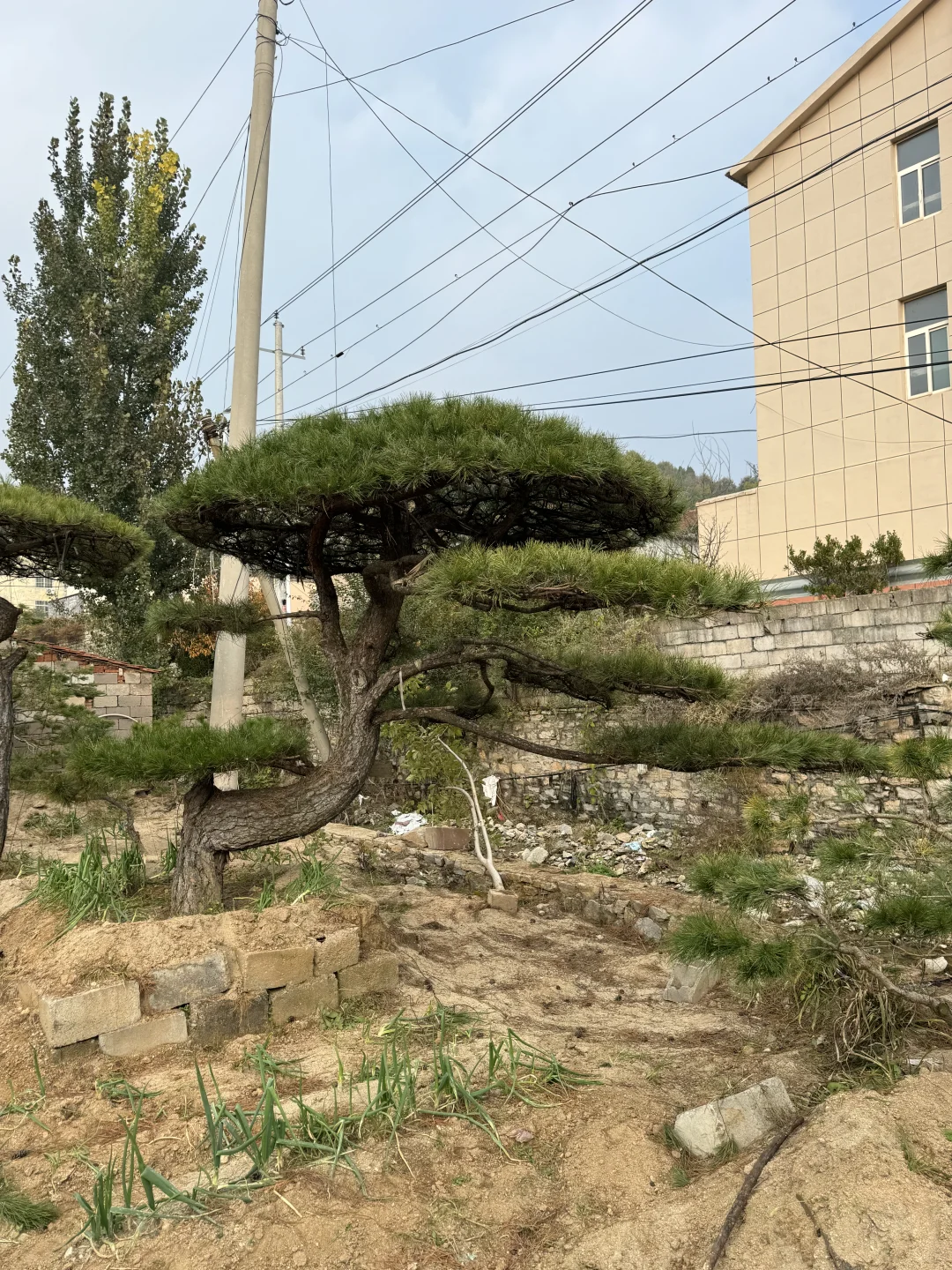 精品造型松基地、源头直供、精品造型松基地、