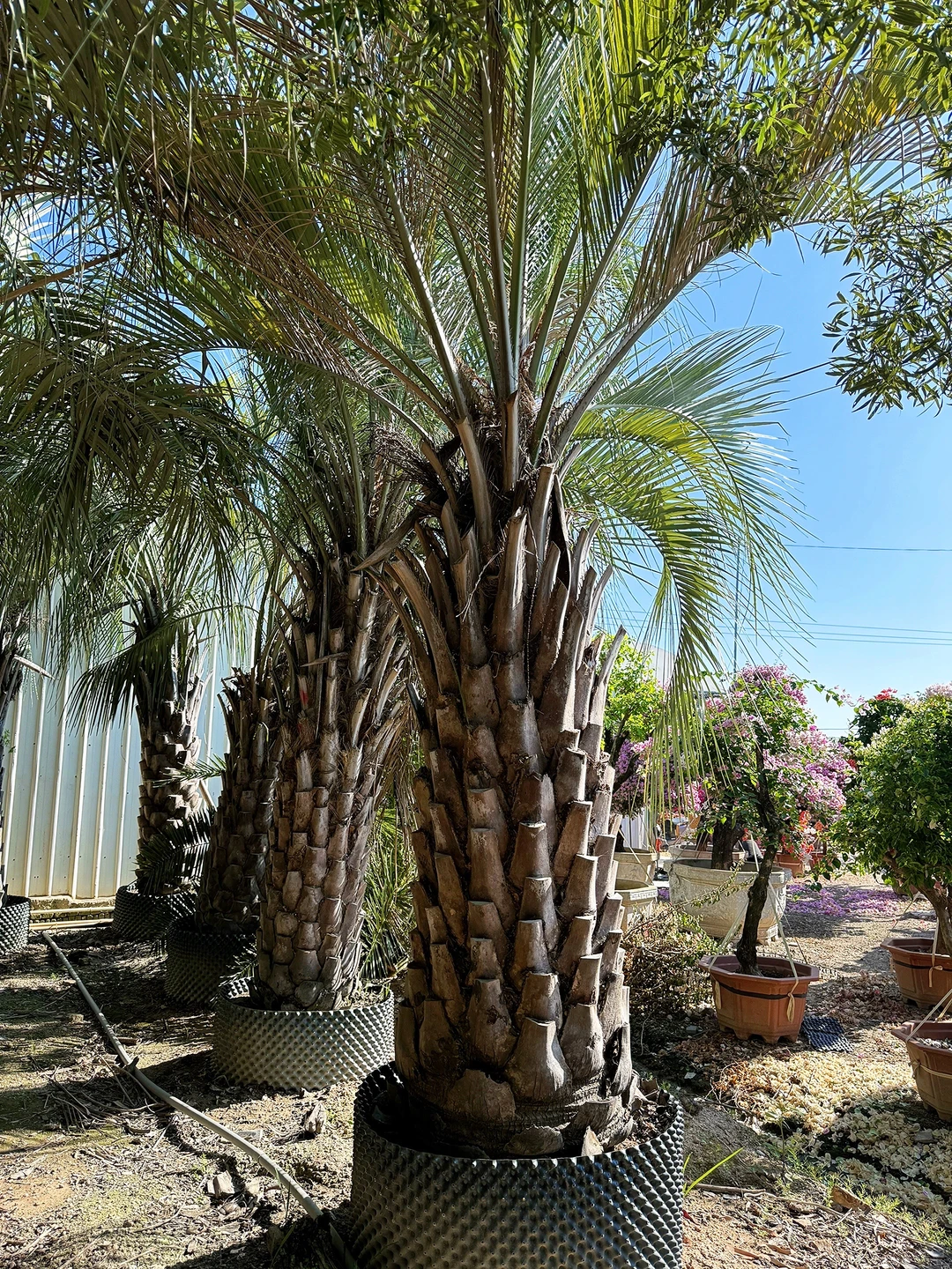 热带风情棕榈树 最耐寒的热带棕榈绿化树 可