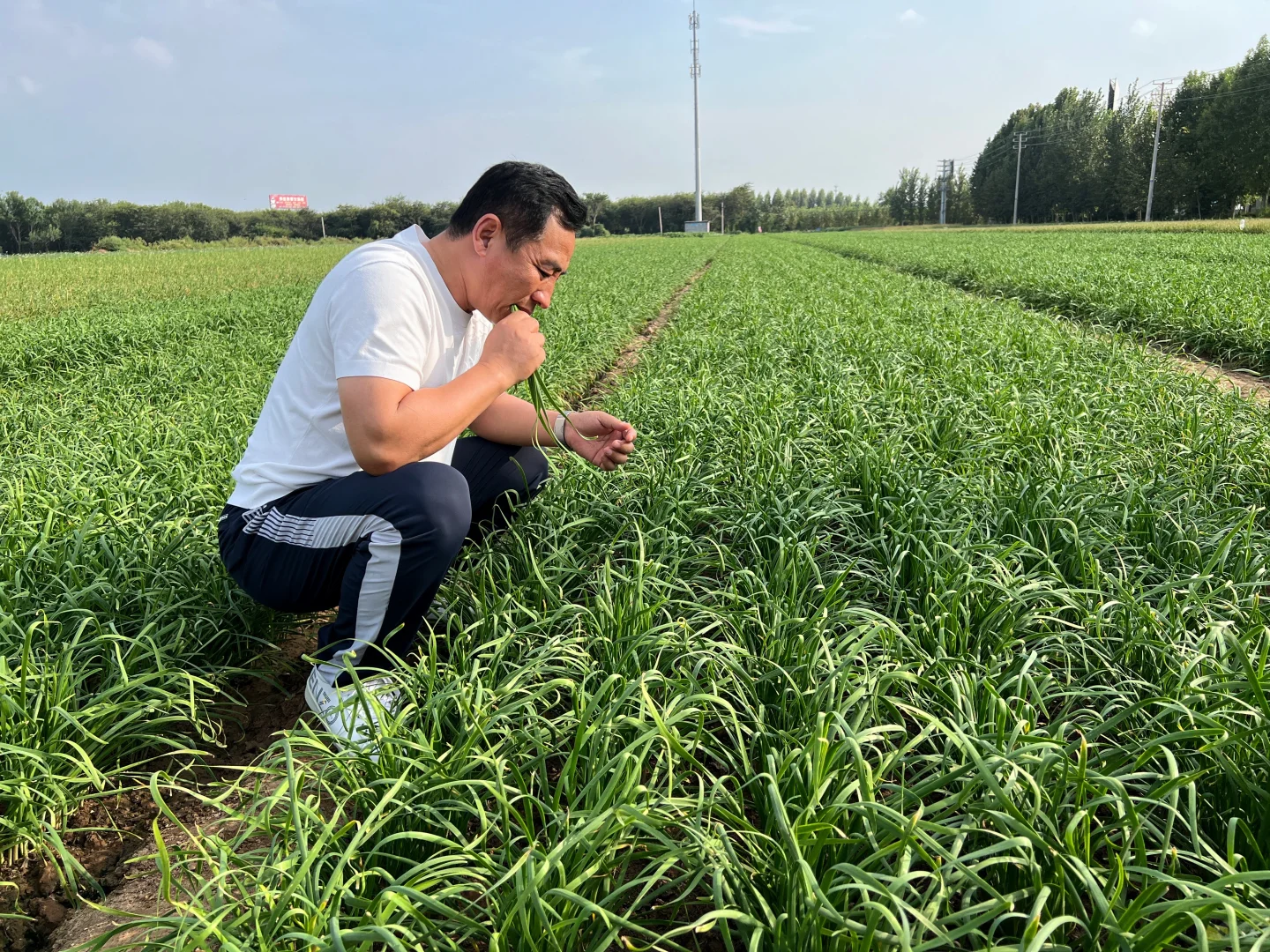 我的农业初心：不是“放下”，是“拾起”。