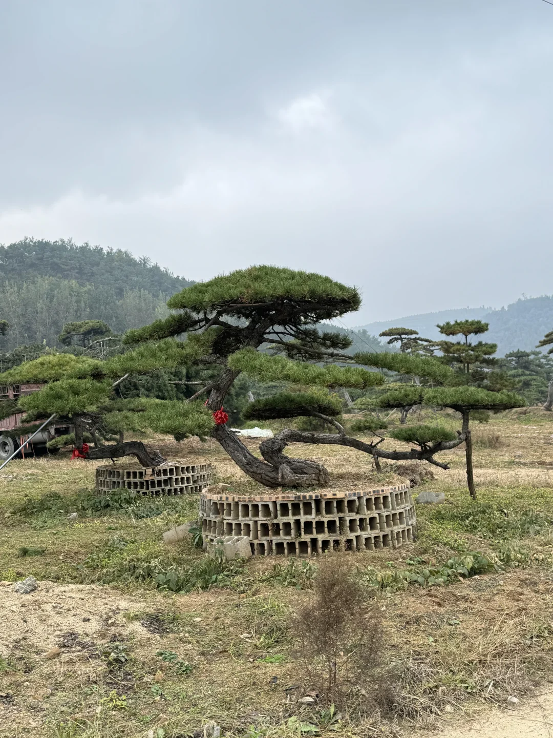 精品造型松基地、源头直供、精品造型松基地、