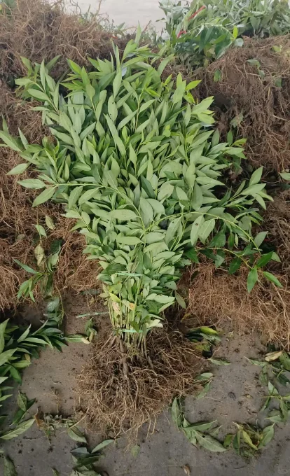 华北连翘小苗有需要的吗