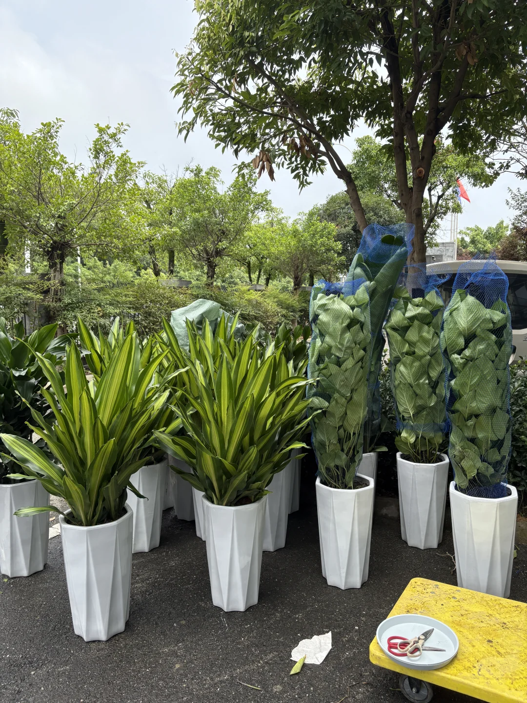 买到超好看的绿植！?