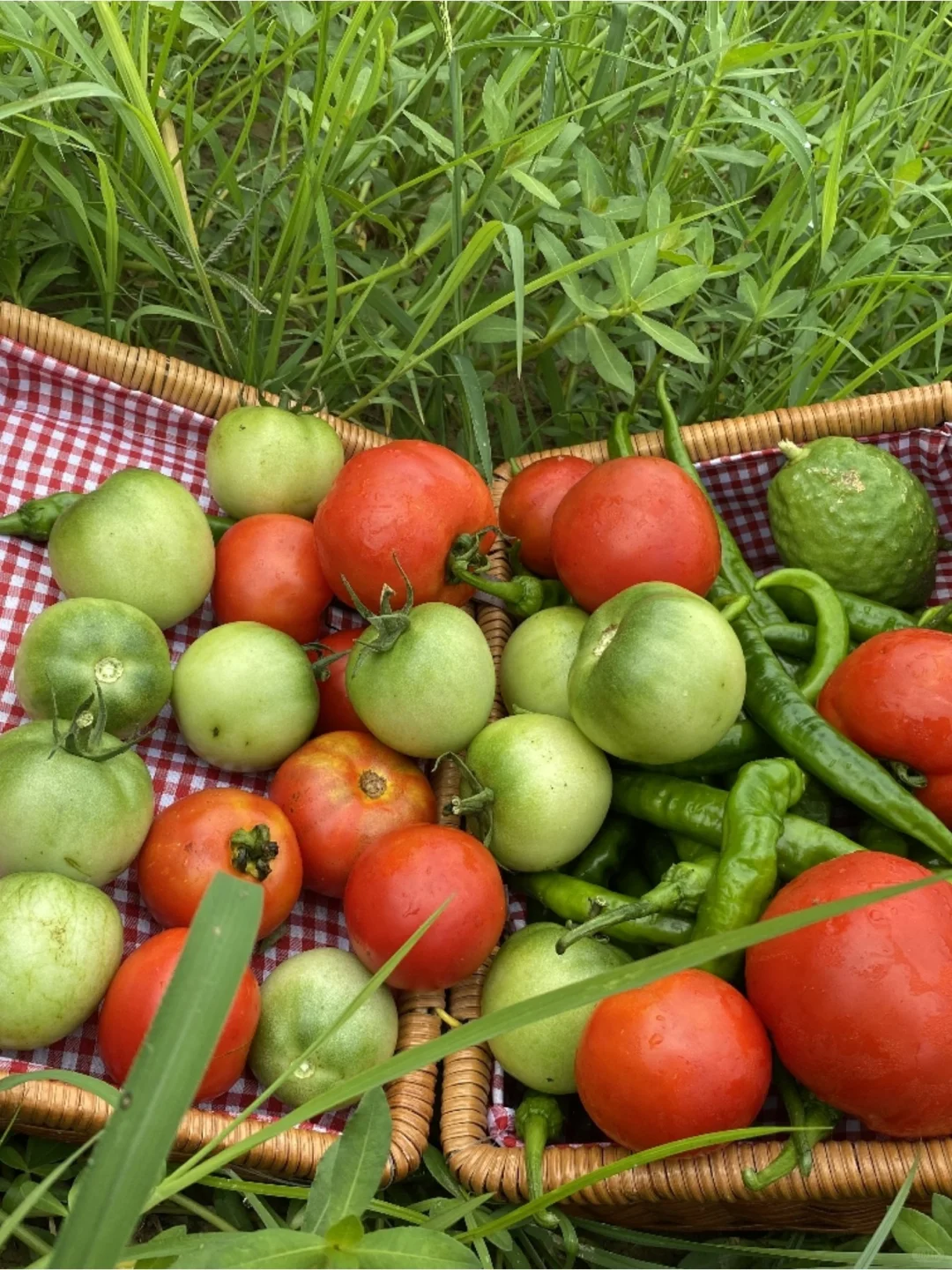 绿色田园与大龄青年
