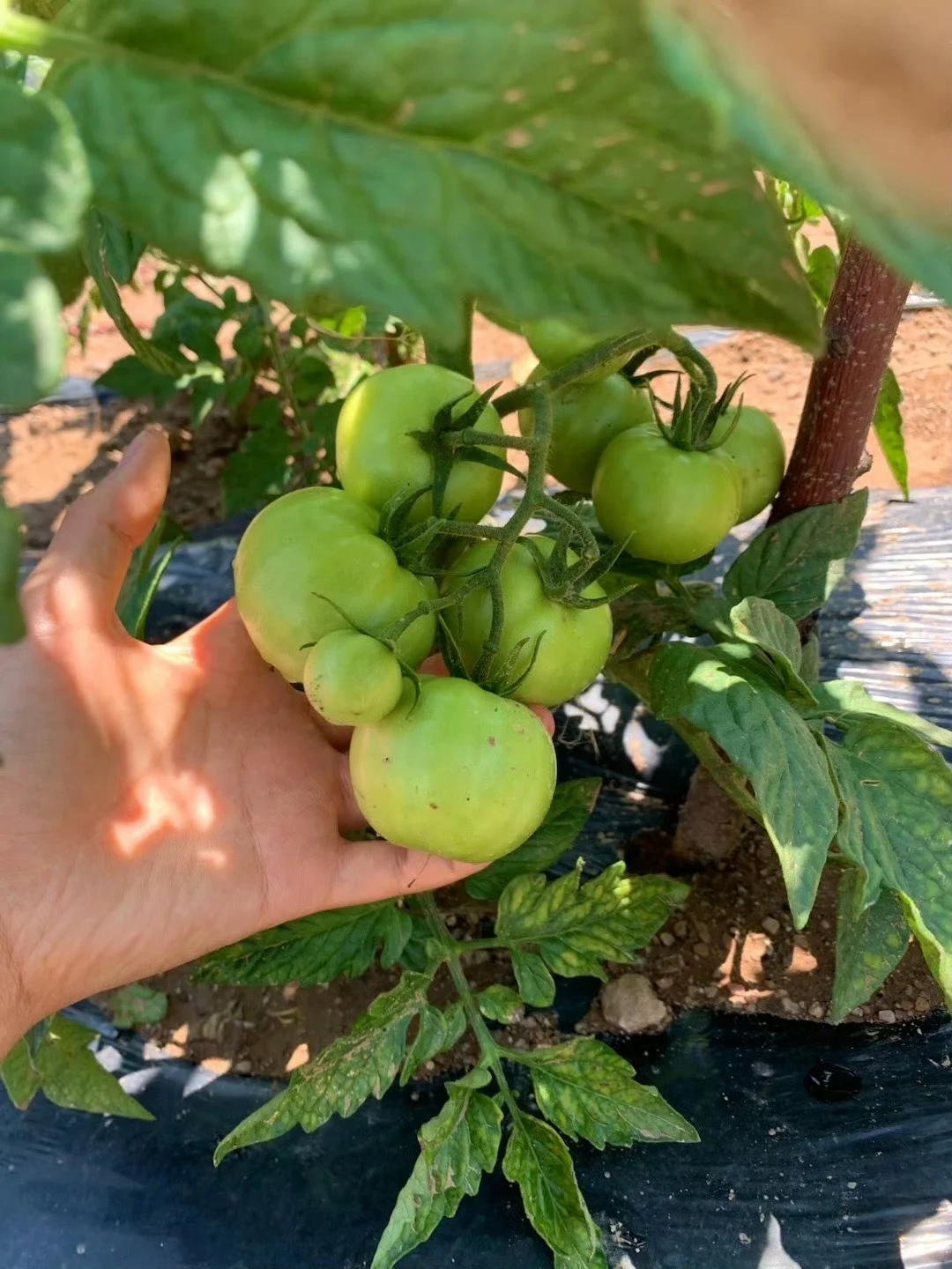 回村吃新鲜果蔬吧