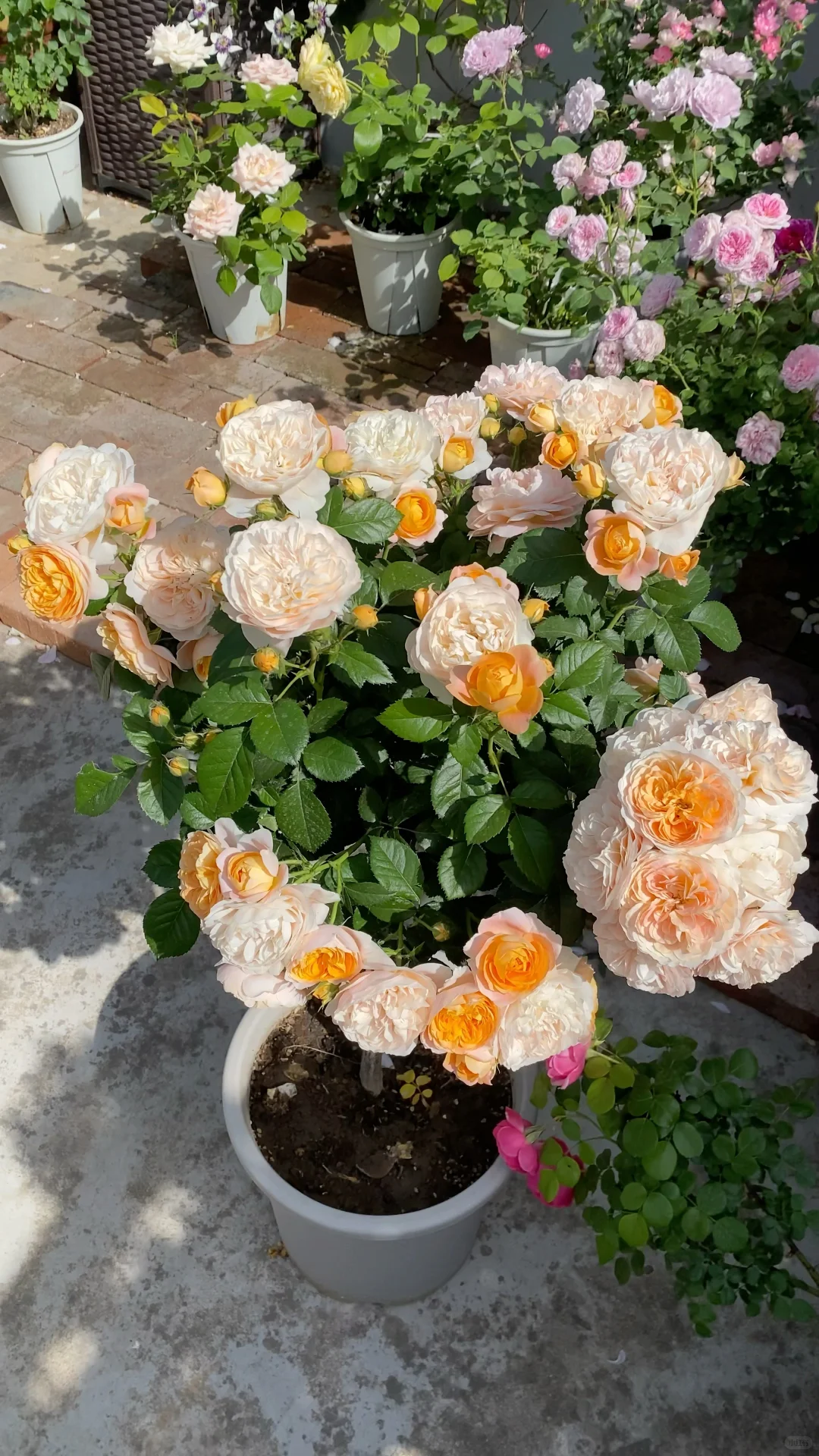 分享一下自己的月季养护经验