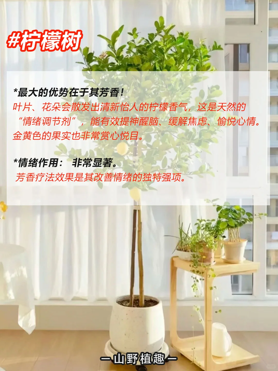 工作、学习压力大的人一定要养的绿植?