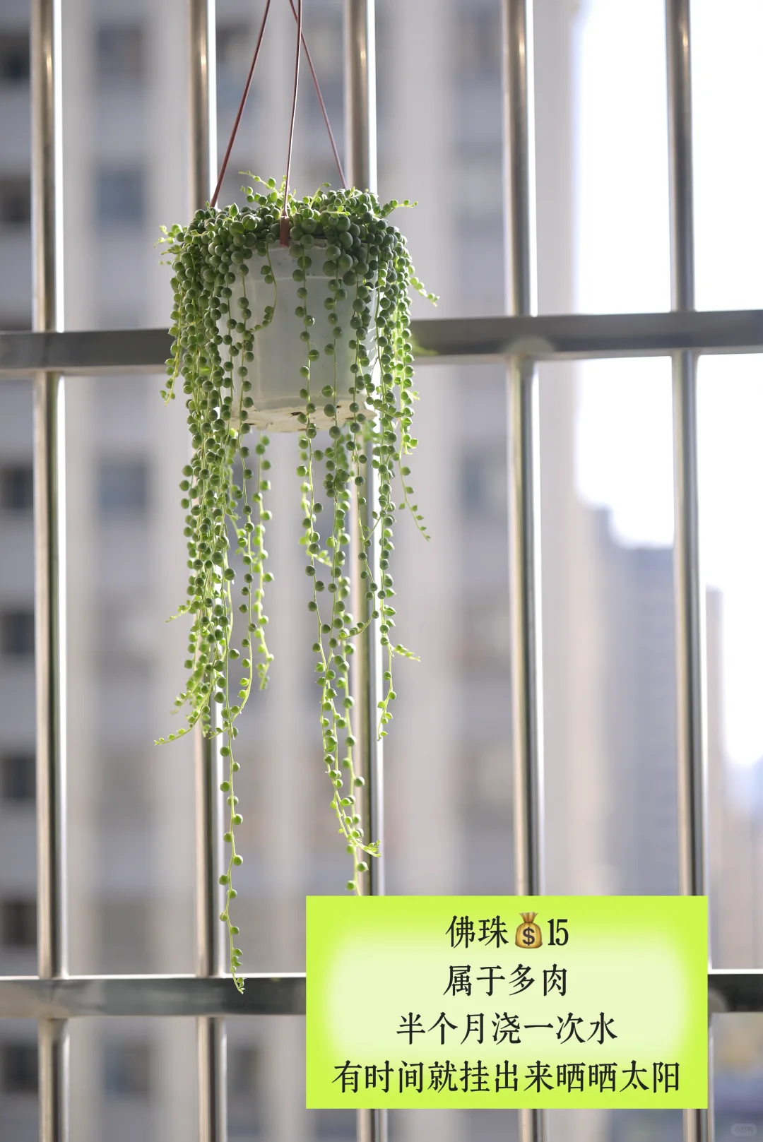超适合小空间的垂吊植物搭配,简直美翻了心
