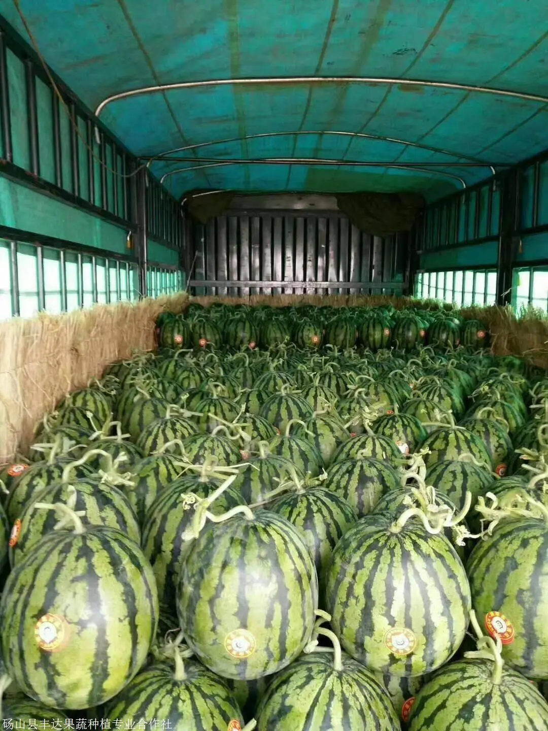 一天400吨!山东聊城大哥年卖蔬菜3000万斤