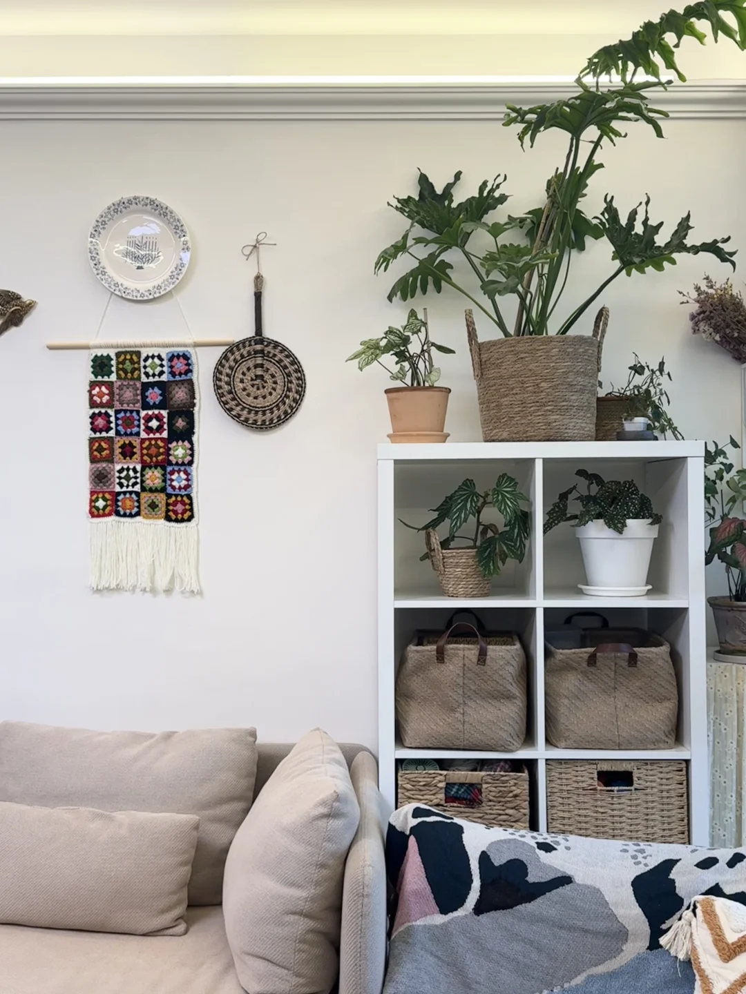 ⸝⸝꙳?i人用绿植爆改出租屋°.