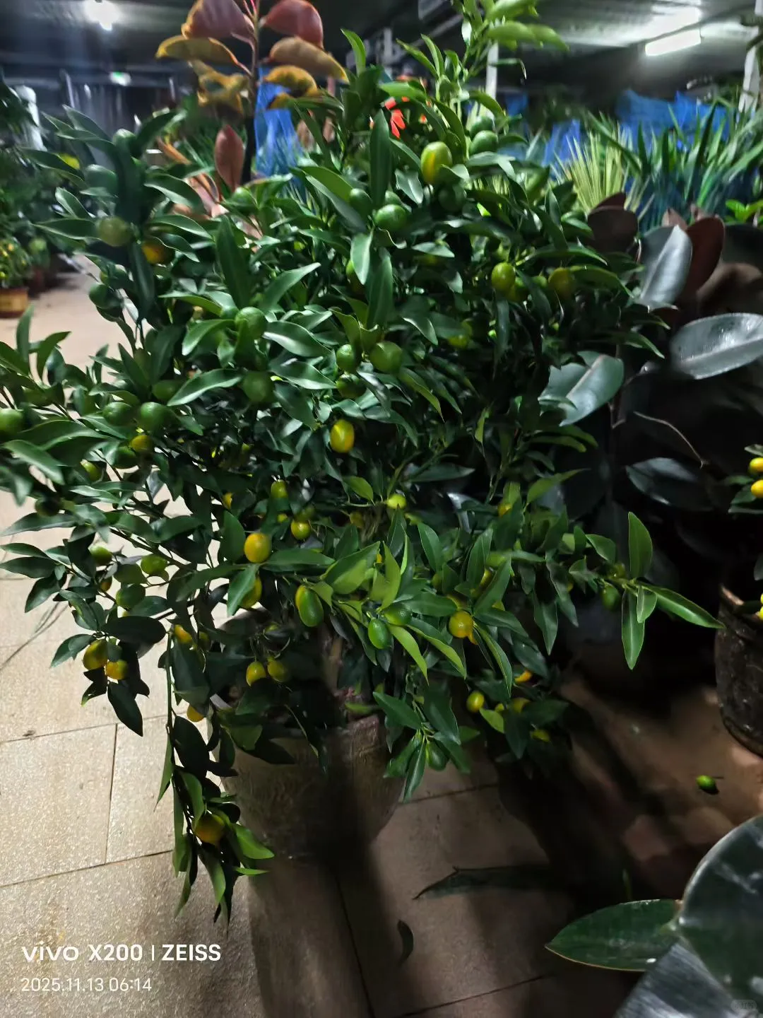 北京鲜花租摆，花卉租赁，绿植租摆公司