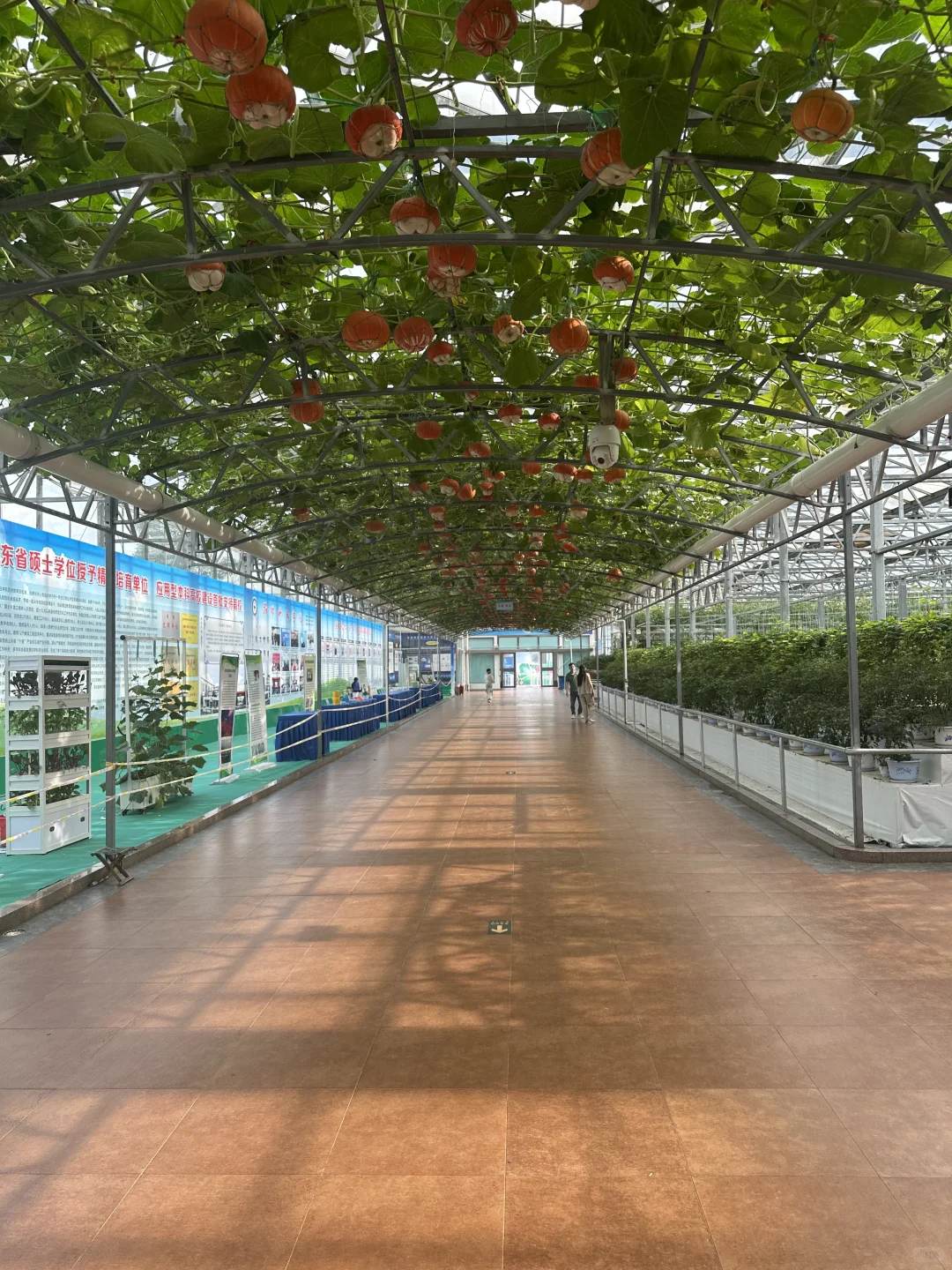 空中蔬菜廊架Aerial vegetable trellis