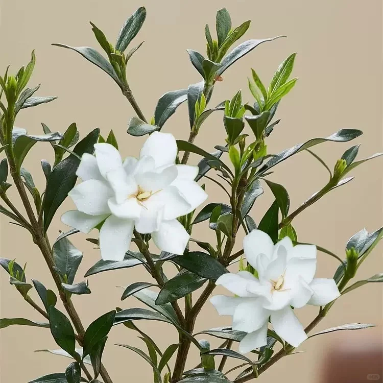 ?治愈系小白花｜小叶栀子花·养护全攻略