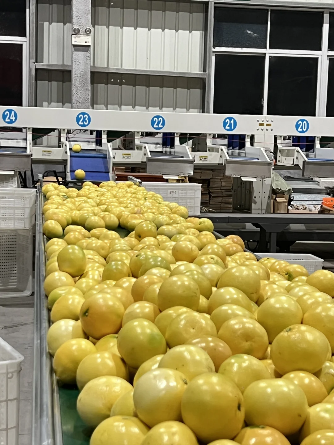 俺在5000多平的柚子厂打工