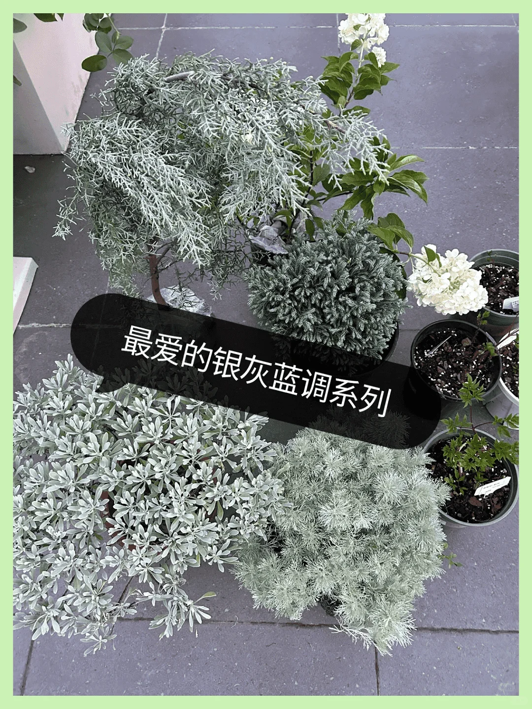露台改造成绝美花园:高颜值植物