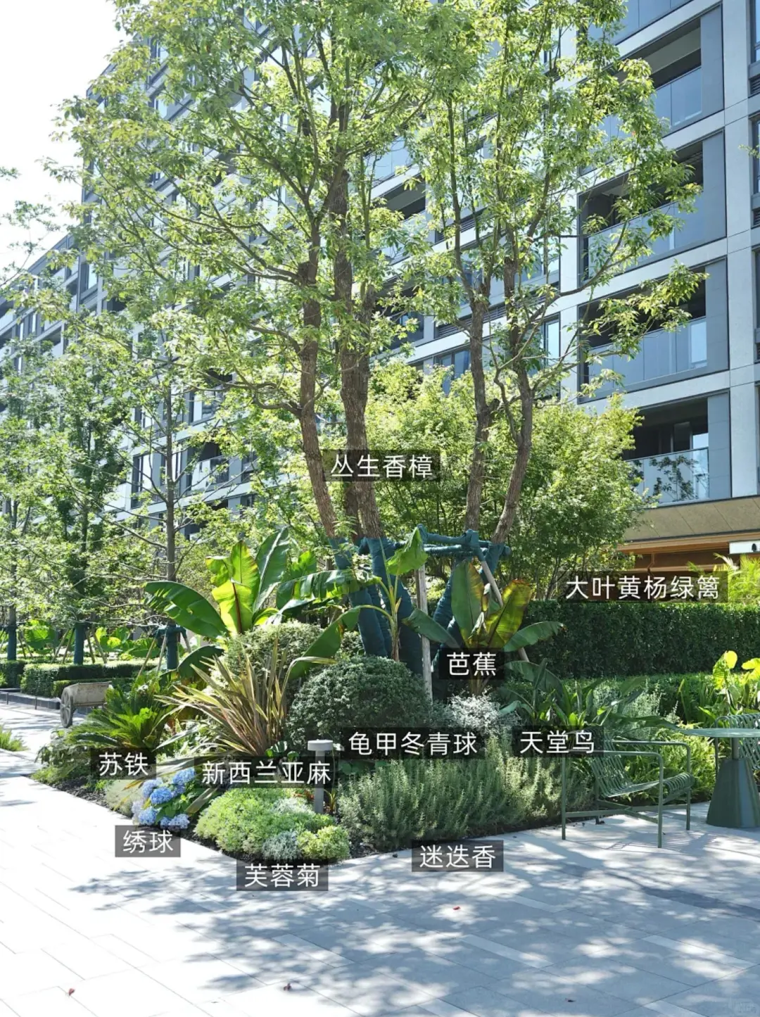 植物组团搭配