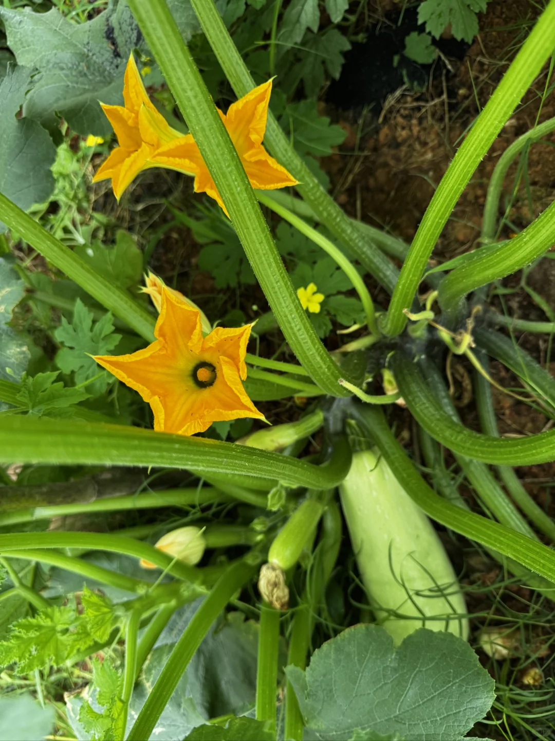 我的菜园丰盛了