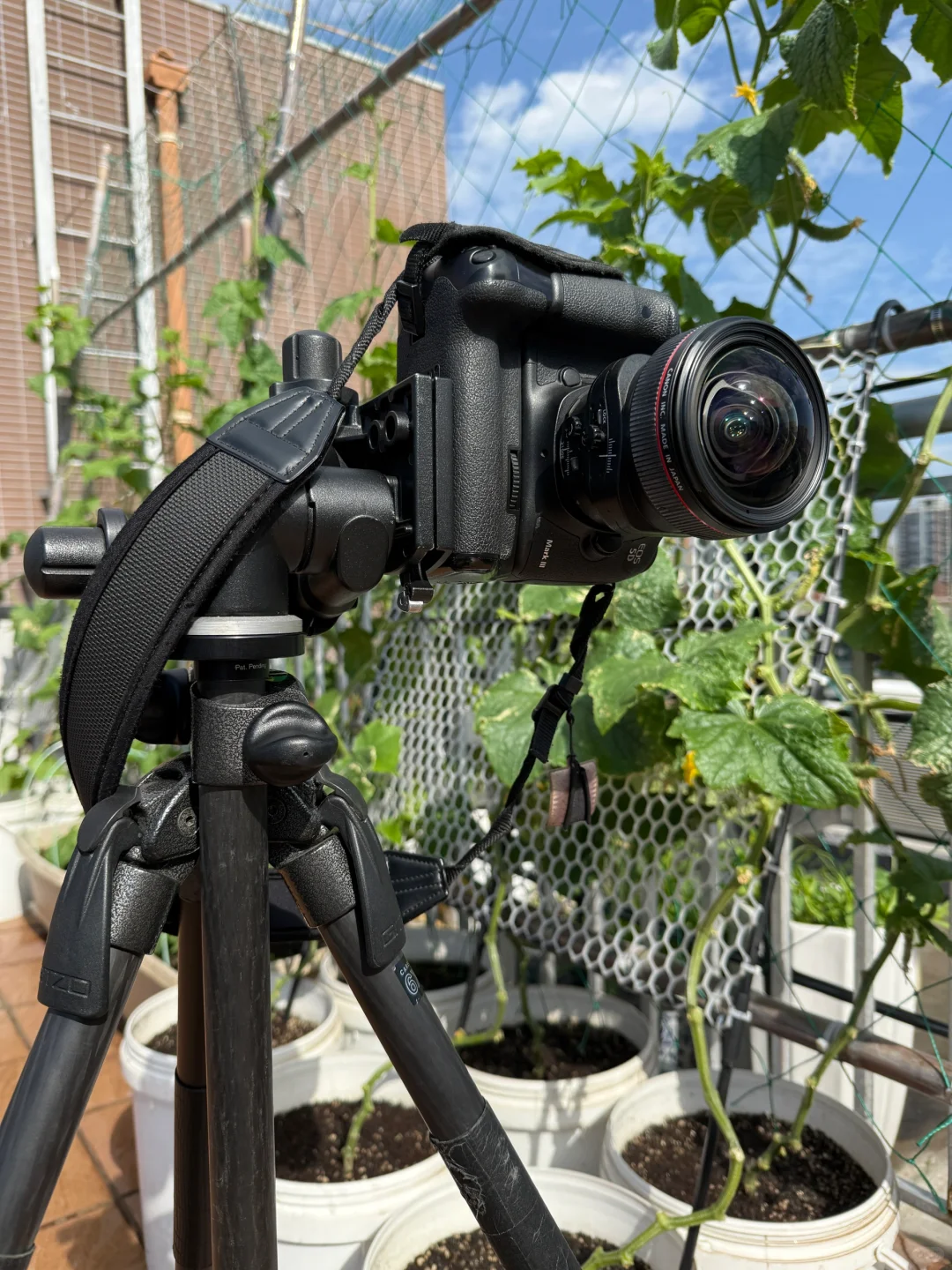 春天辛勤的播种，终于迎来收获满满的采收！