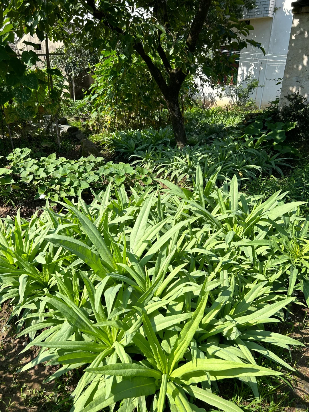 夏天的菜园满满当当 一顿八个菜 各个不重样