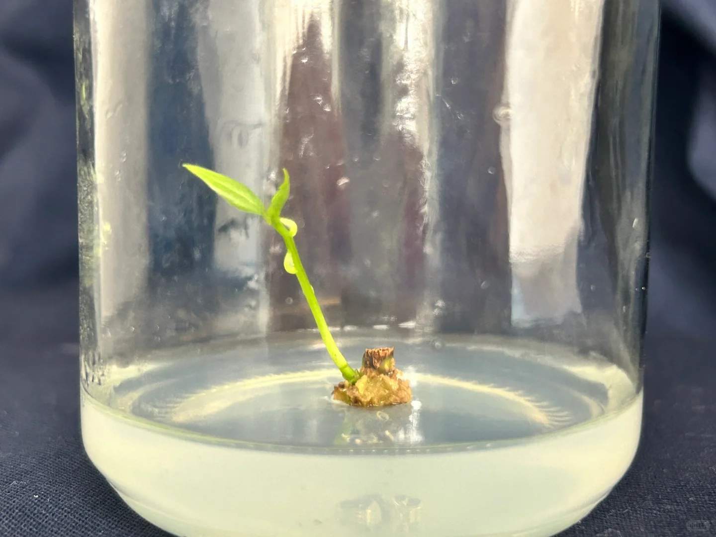 读研日记｜木本植物组织培养实验太神奇了