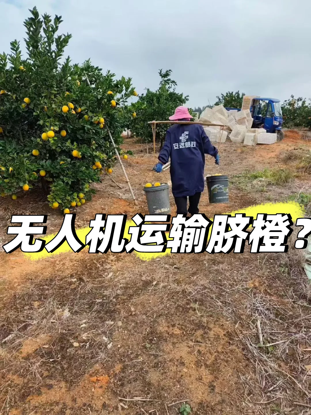 赣南脐橙无人机运输还是人工？