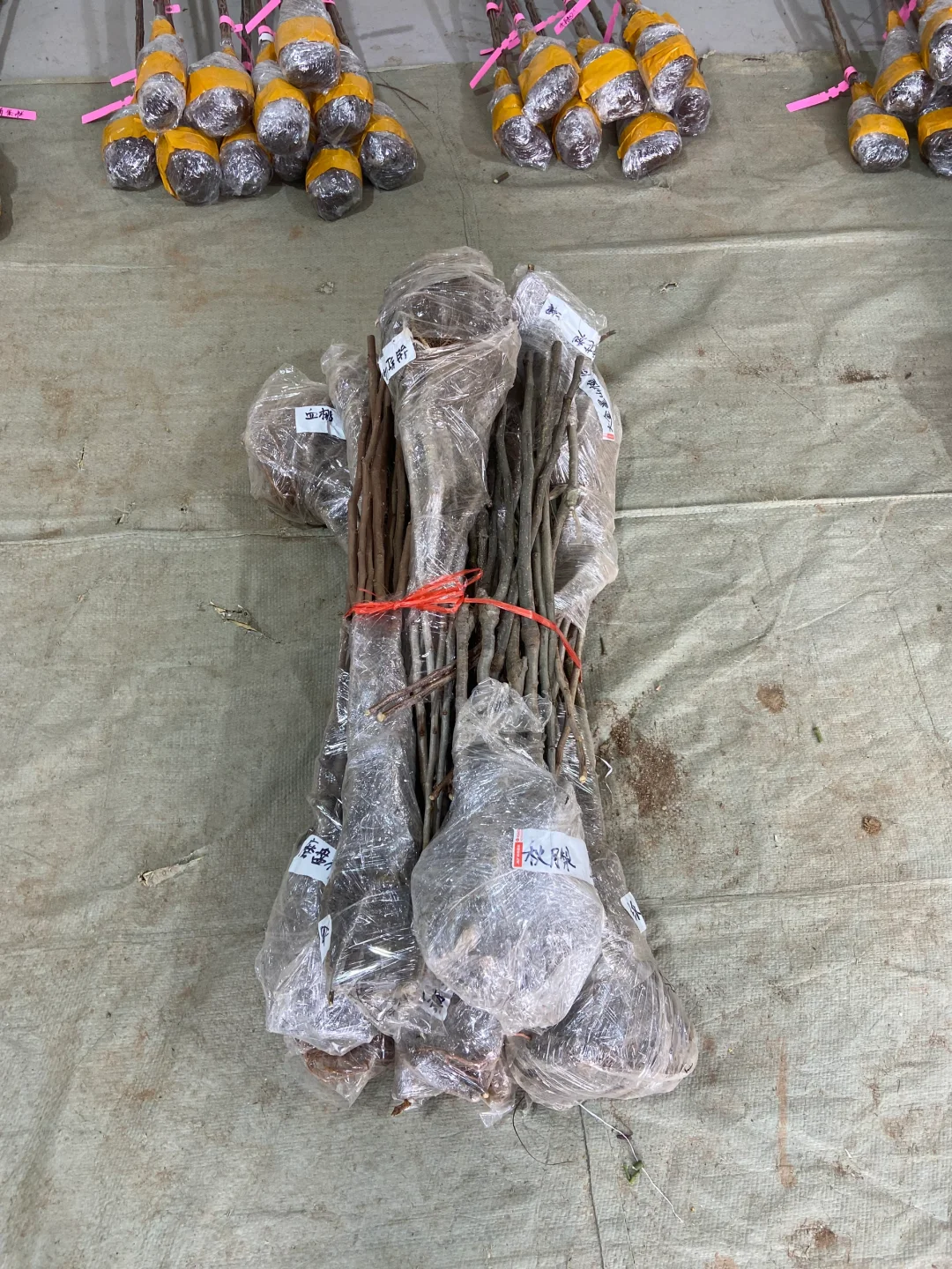 今天的苗发美国