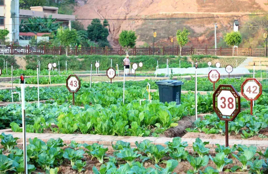 云上认养——打造共享菜园，种出绿色财富