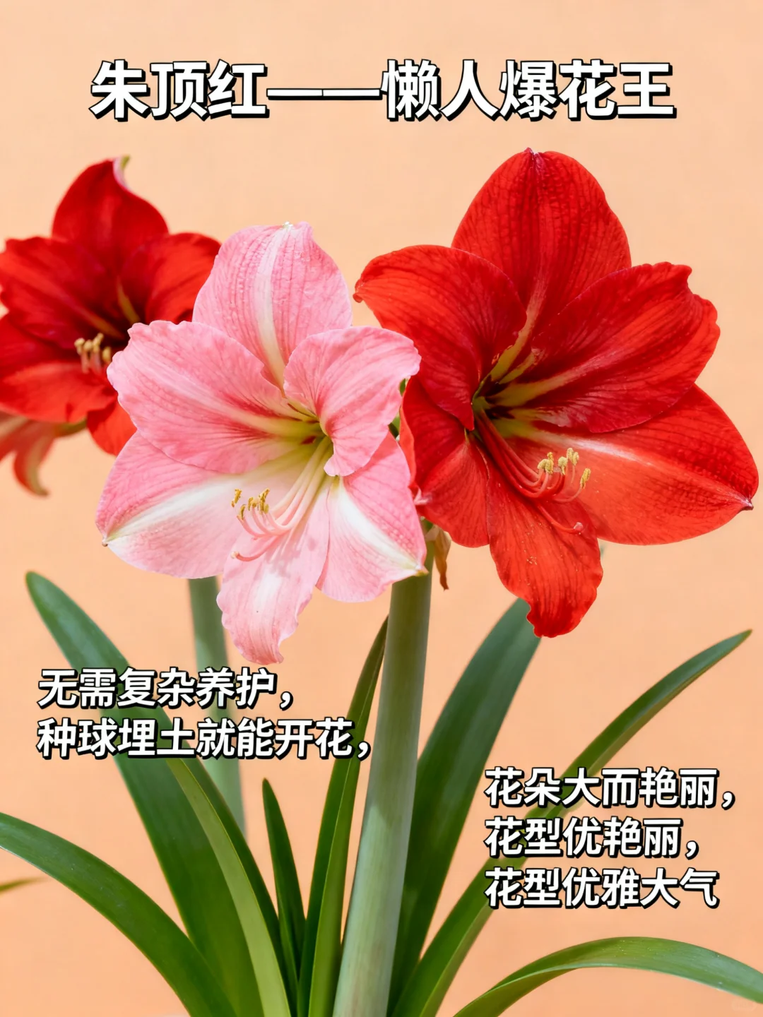 这 9 种 “超长待机” 花，美到能开 100 天