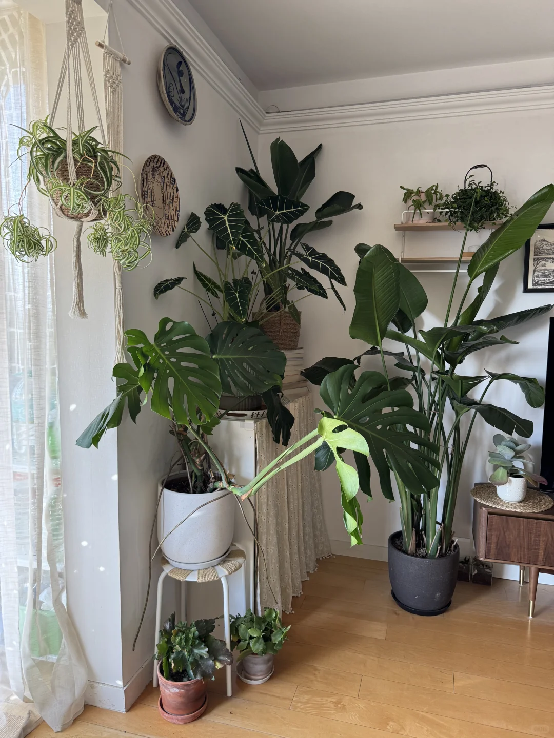 ⸝⸝꙳?i人用绿植爆改出租屋°.