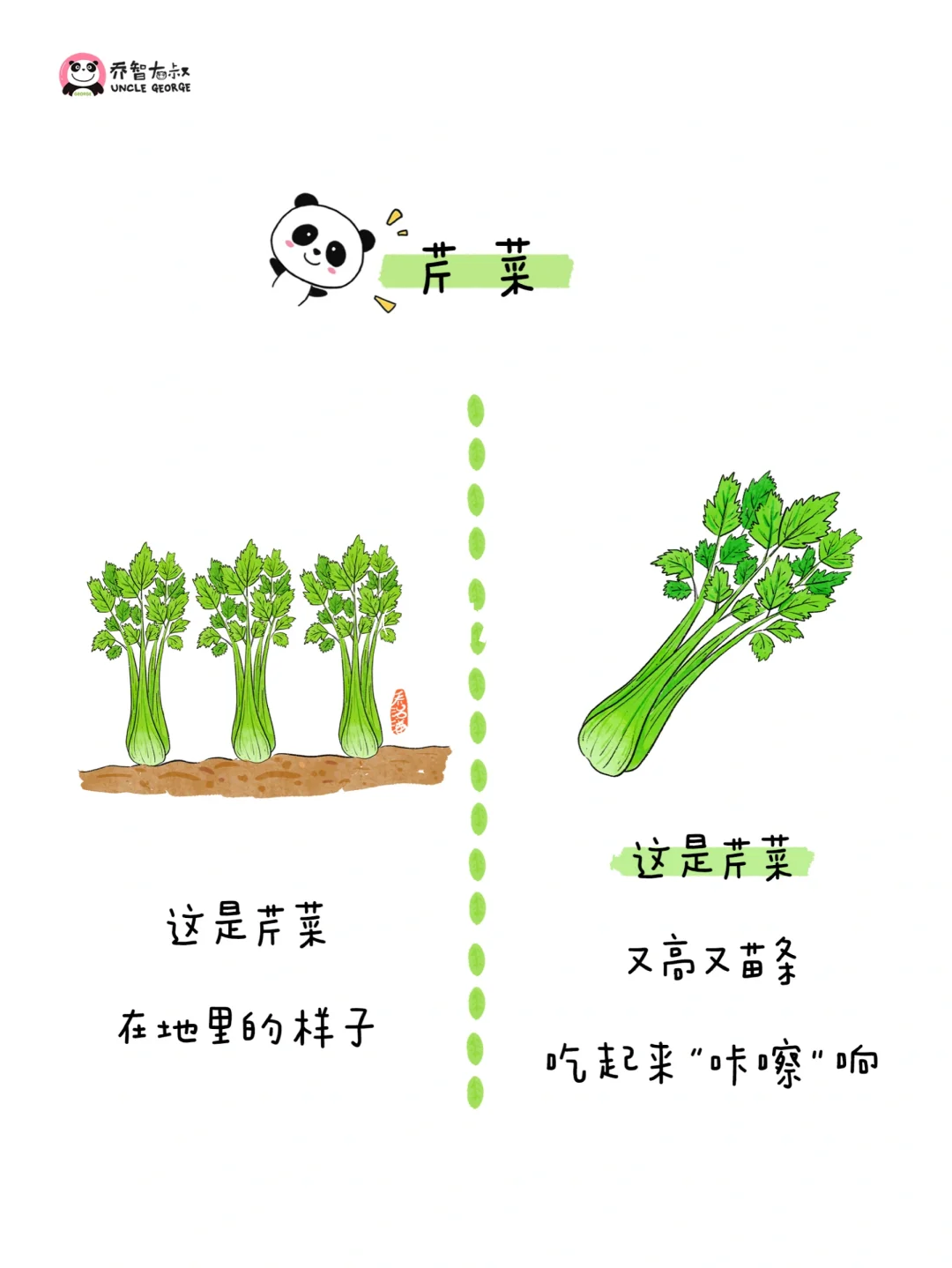 给小朋友的冬季蔬菜认知图鉴