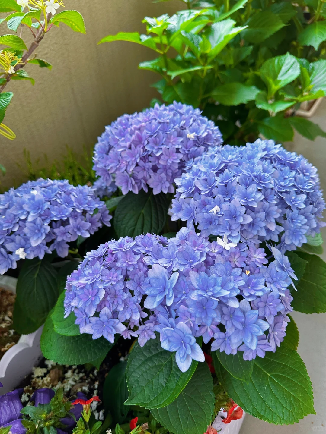 我种了一阳台的花，也不知道叫什么名字