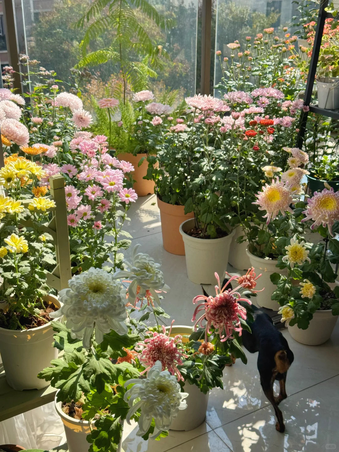 秋天被鲜花和阳光包围的阳台