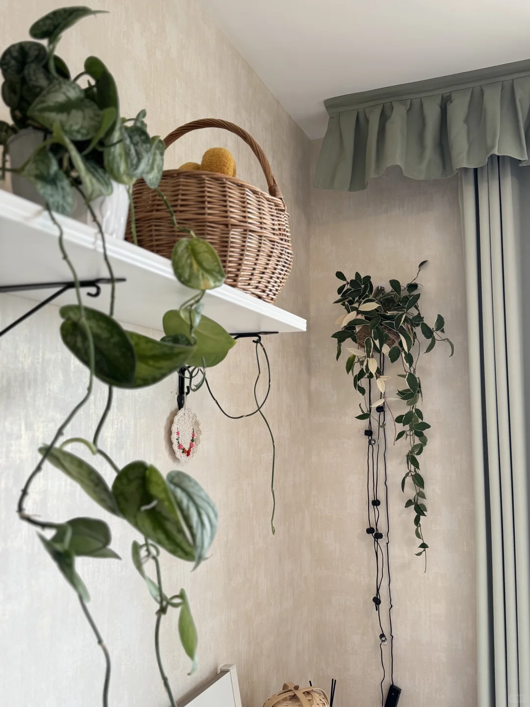 ⸝⸝꙳?i人用绿植爆改出租屋°.