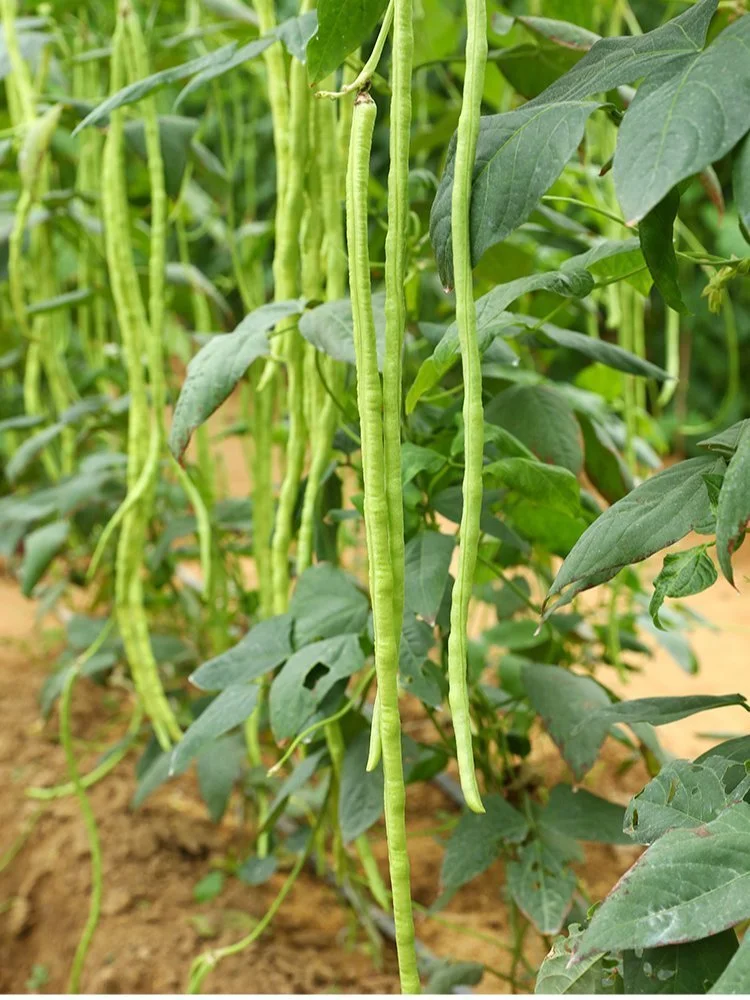 2月种菜黄金期，全品类蔬菜种植指南来啦