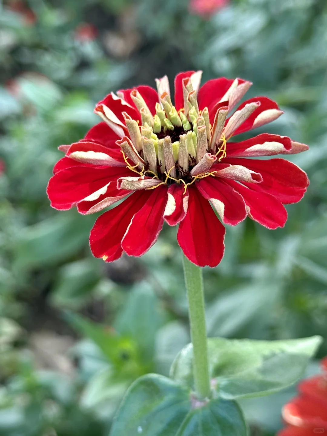 百日菊