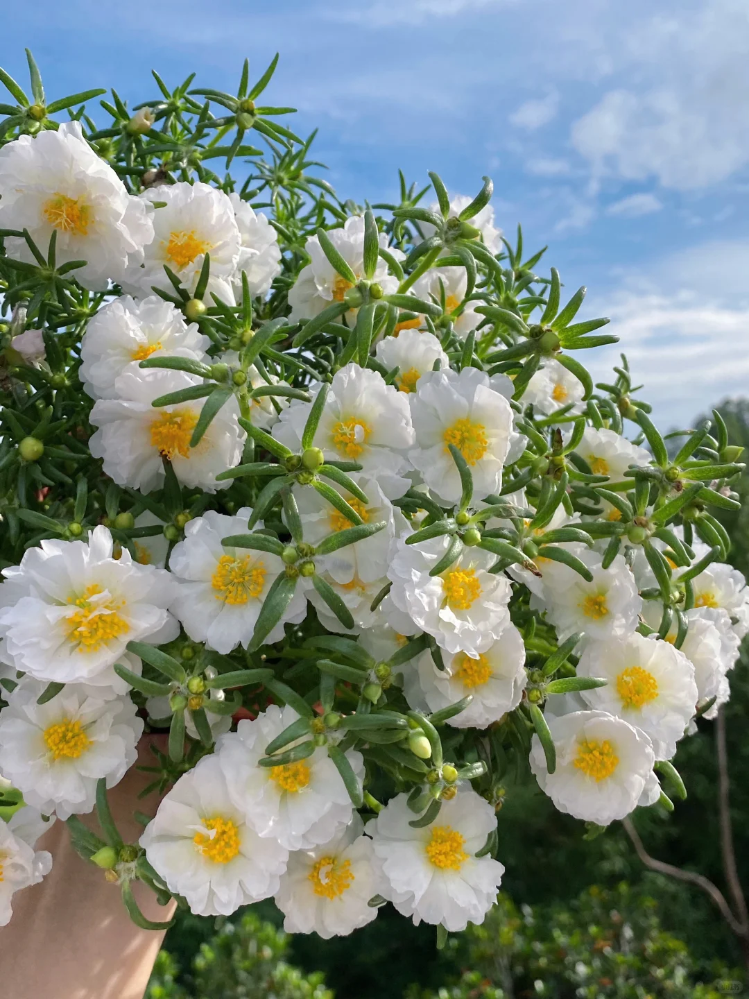 种籽播太阳花一定要选择的颜色的话我会选它