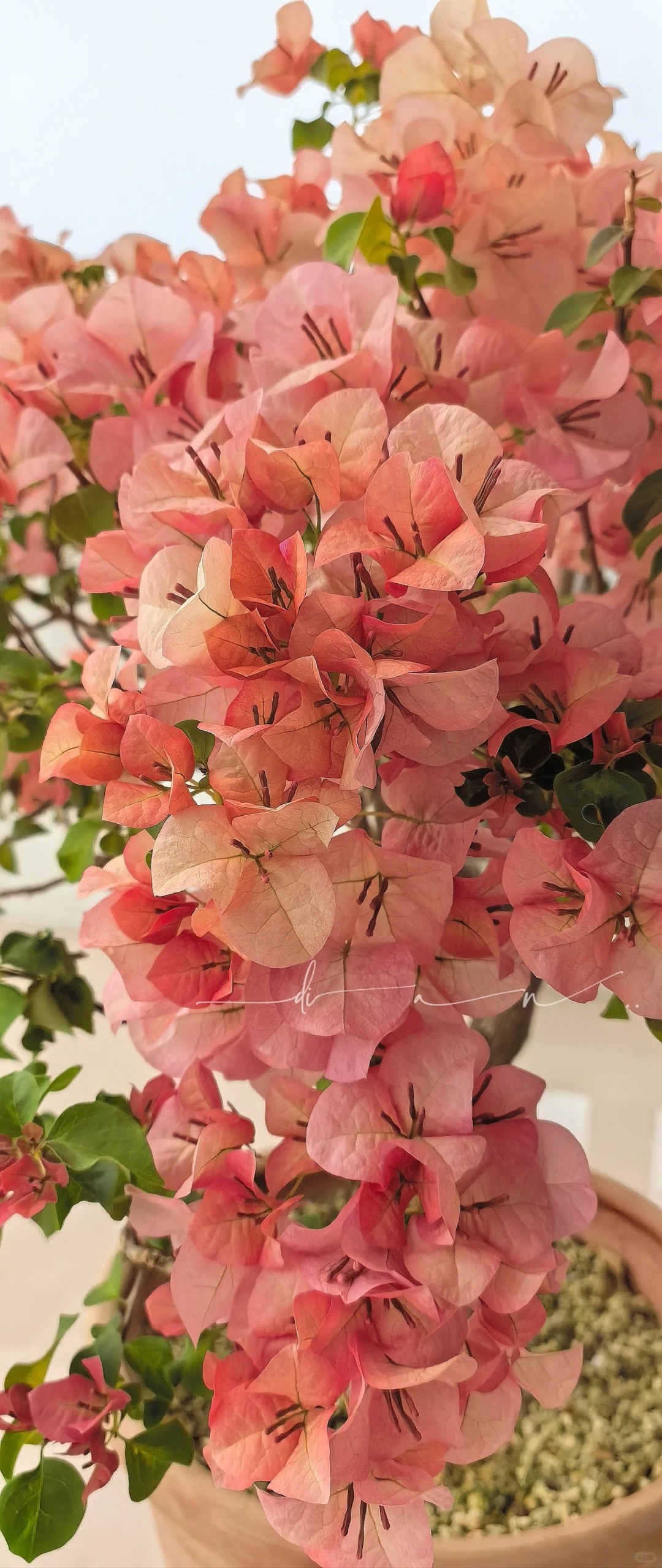 这棵大日落 每年开春都给我惊喜！