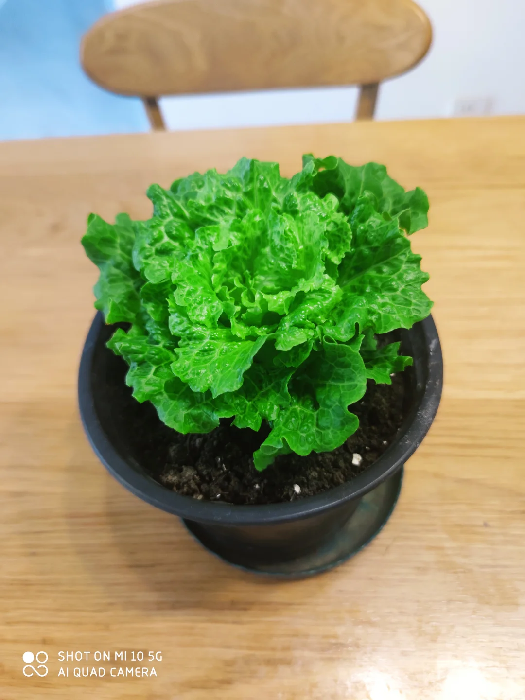 阳台种菜大全。