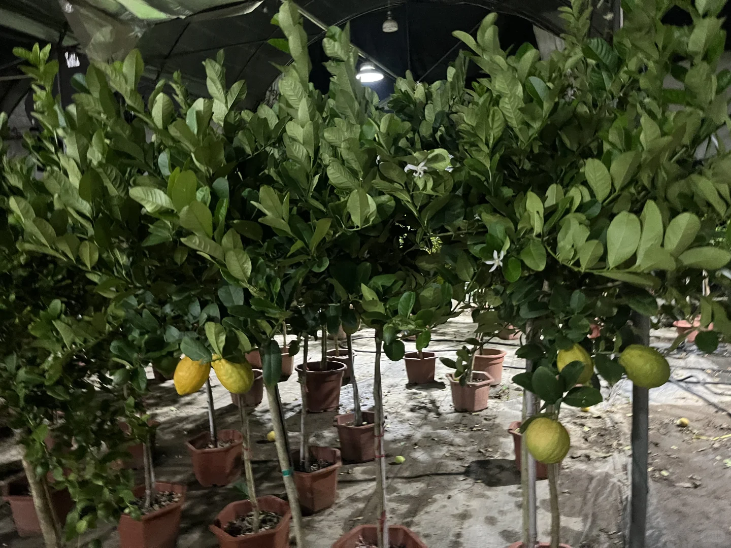 超大一个柠檬?果！！！